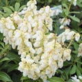 Pieris japonica Debutante
