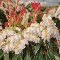 Pieris japonica Flaming Silver