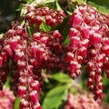 Pieris japonica Flamingo