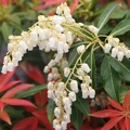 Pieris japonica Forest Flame