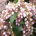 Pieris japonica Katsura