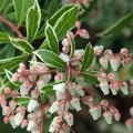Pieris japonica Little Heath