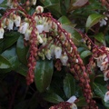 Pieris japonica Mountain Fire