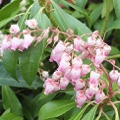 Pieris japonica Pink Delight