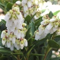 Pieris japonica Prelude
