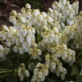 Pieris japonica Purity