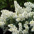 Pieris japonica Sarabande