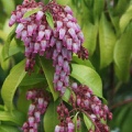 Pieris japonica Shojo