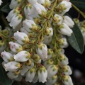 Pieris japonica Temple Bells