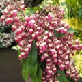 Pieris japonica Valley Valentine