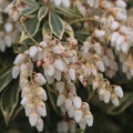 Pieris japonica White Rim