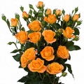 Abeba Spray Rose 40-50cm