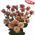 Antigua Spray Rose 40-50cm