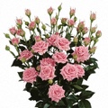 Astral Spray Rose 40-50cm