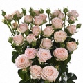 Bombastic Spray Rose 40-50cm