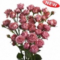 Britney Spray Rose 40-50cm