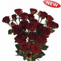 Brown Sugar Spray Rose 40-50cm