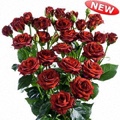 Chococcino Spray Rose 40-50cm