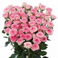 Creamy Twister Spray Rose 40-50cm