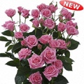 Eileen Spray Rose 40-50cm