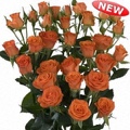 Fancy Spray Rose 40-50cm