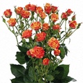 Fire Flash Spray Rose 40-50cm