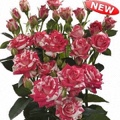 Fireworks Spray Rose 40-50cm