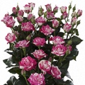 Flash Dance Spray Rose 40-50cm