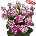 Flashing Spray Rose 40-50cm