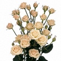 Jana Spray Rose 40-50cm