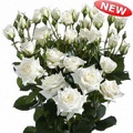 Jeanine Spray Rose 40-50cm