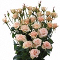 Jelena Spray Rose 40-50cm