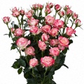Jessica Spray Rose 40-50cm