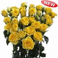 Jolene Spray Rose 40-50cm