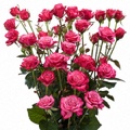 Kylie Spray Rose 40-50cm