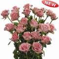 l'Occitane Spray Rose 40-50cm