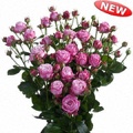 Lady Bombastic Spray Rose 40-50cm