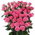 Lianne Spray Rose 40-50cm