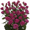 Lovely Lydia Spray Rose 40-50cm