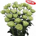 Luviana Spray Rose 40-50cm
