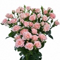 Lydia Spray Rose 40-50cm