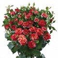 Mega Flash Spray Rose 40-50cm