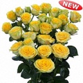 Morito Spray Rose 40-50cm