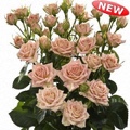 Natasha Spray Rose 40-50cm