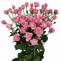 Nathalie Spray Rose 40-50cm