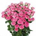 Pink Twister Spray Rose 40-50cm