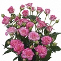 Rosa Luz Spray Rose 40-50cm