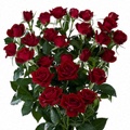 Rubicon Spray Rose 40-50cm