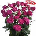 Scented Air Spray Rose 40-50cm