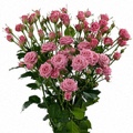Silver Bell Spray Rose 40-50cm